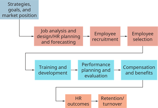 الشكل 8.3: عملية إدارة الموارد البشرية (المصدر: جامعة رايس، OpenStax)