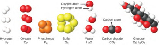 الشكل 1.11: جزيئات عناصر الهيدروجين، والأكسجين، والفوسفور، والكبريت