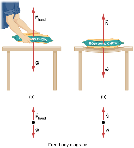 الشكل 5.21 (أ) تظهر القوى التي تعمل عندما يحمل شخص كيس طعام الكلب ويمد يده ليضعه على الطاولة - القوى الشائعة