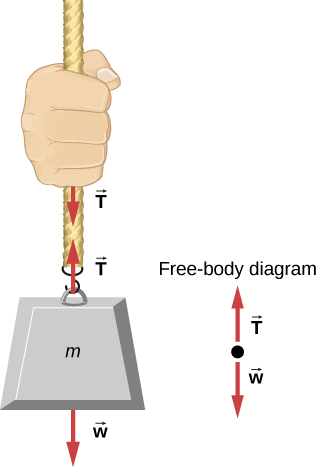 الشكل 5.24: يؤثر الحبل بقوة شد متساوية ولكن في اتجاهين متعاكسين على كل من اليد والكتلة المرفوعة - القوى الشائعة