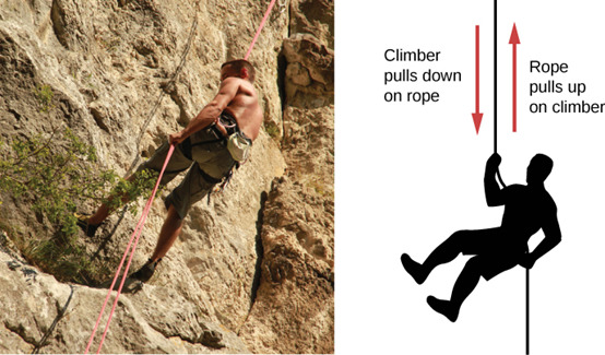 الشكل 5.17: صورة لمتسلق الجبال على اليسار، ومخطط الجسم الحر على اليمين. السهم الذي يشير لأسفل (متسلق يسحب الحبل لأسفل). السهم المتجه لأعلى (الحبل يسحب المتسلق لأعلى).