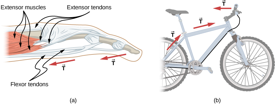 الشكل 5.25: (أ) تحمل الأوتار في الإصبع القوة T من العضلات إلى أجزاء أخرى من الإصبع، (ب) يحمل كيبل الفرامل على الدراجة التوتر T من ذراع المكابح على المقاود إلى آلية الفرامل