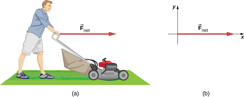 الشكل 5.12: (أ) القوة الكلية المؤثرة على جزازة العشب هي 51 نيوتن جهة اليمين. (ب) يظهر مخطط الجسم الحر لهذه المسألة
