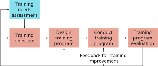 الشكل التوضيحي 8.8: عملية تدريب وتطوير الموظفين (المصدر: جامعة رايس، OpenStax)