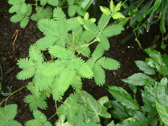 شكل 1.11: صورة Mimosa pudica نباتًا به العديد من الأوراق الصغيرة المتصلة بجذع مركزي. أربعة من هذه السيقان تتصل ببعضها البعض
