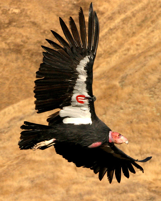 شكل 1.14: صورة طائر كبير بجناحين عريضين للغاية أثناء الطيران. إنه كوندور كاليفورنيا، وله علامة على جناحه