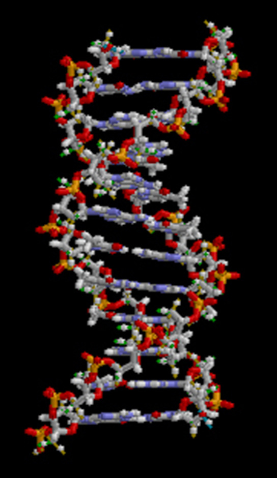 الشكل 1.15: تتكون جميع الجزيئات، بما في ذلك جزيء DNA هذا، من ذرات. (المصدر: "brian0918" / ويكيميديا كومنز)