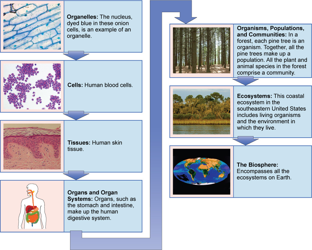 الشكل 1.16: المستويات البيولوجية لتنظيم الكائنات الحية. من عضية واحدة إلى المحيط الحيوي بأكمله